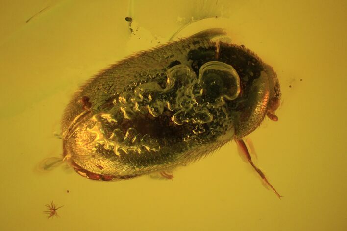 Fossil Beetle (Coleoptera) In Baltic Amber #50599